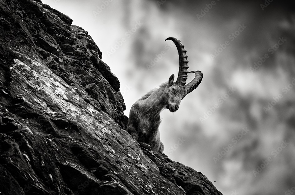 Markhor, The National Animal